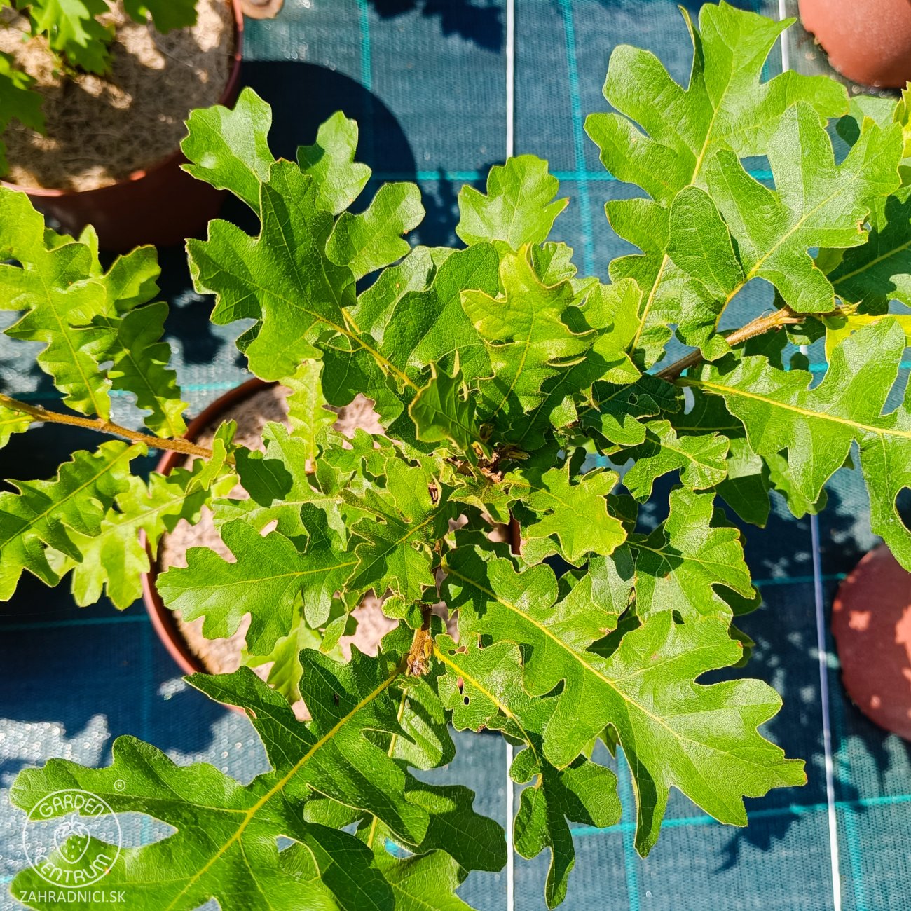 Obrázok Dub cerový (Quercus cerris) – výška 30–50 cm, kont. C2L
